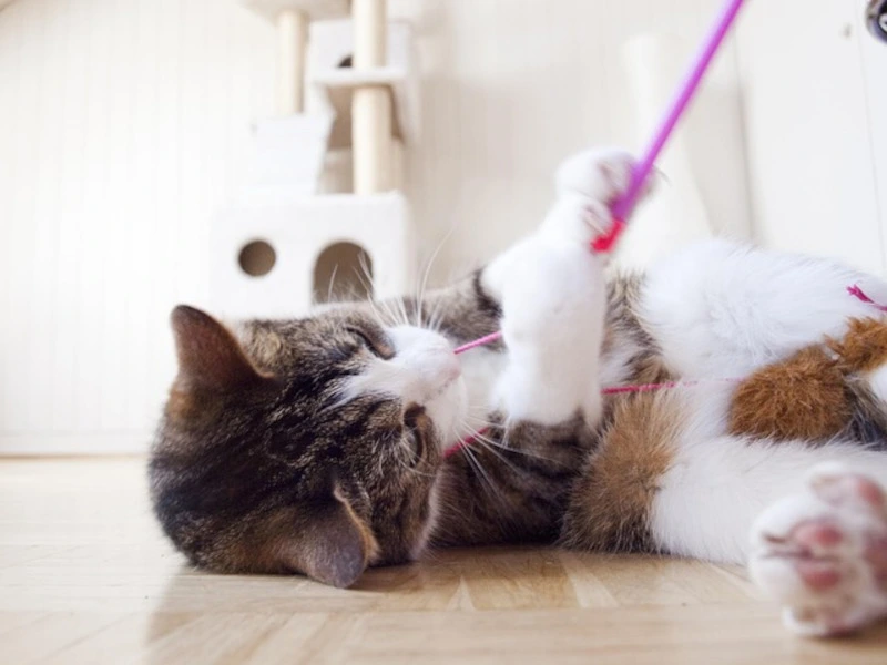 Gato jugando con su juguete