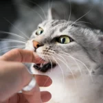 Gato mordiendo la mano de su dueño
