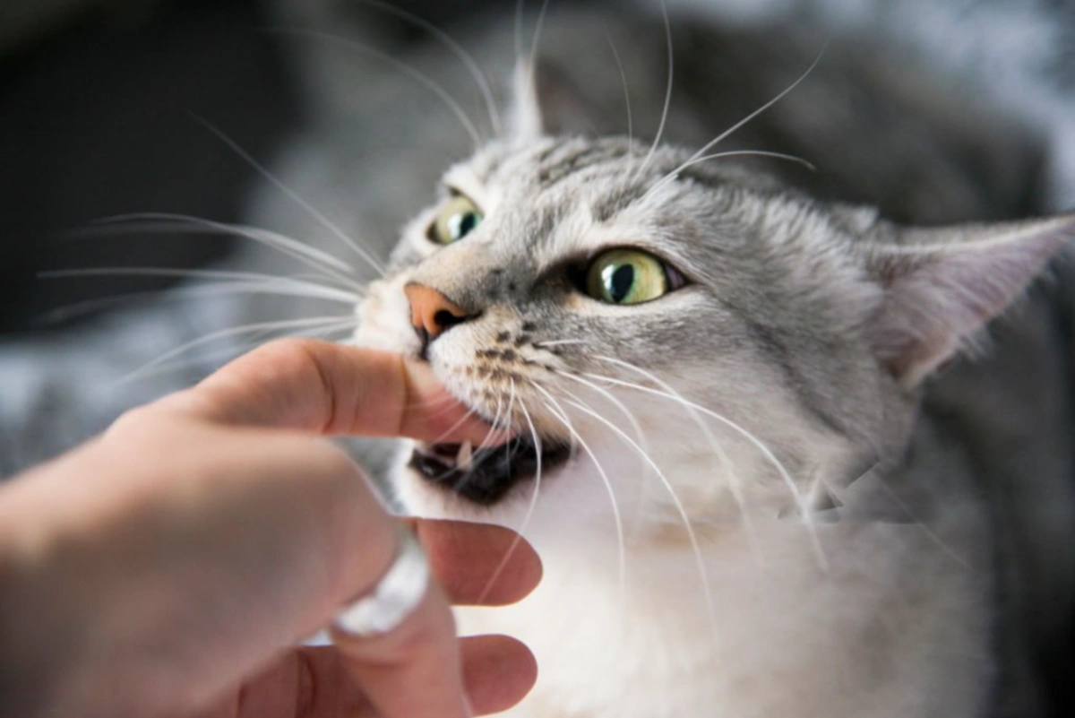 Gato mordiendo la mano de su dueño